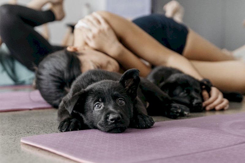 Pilates se štěňátky